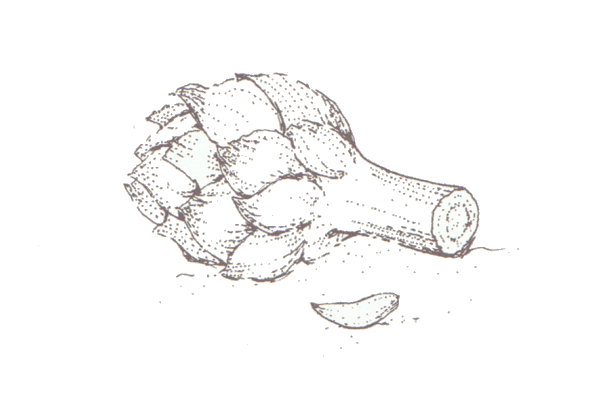 Drawing of an artichoke from page 67 of the Lunch Book