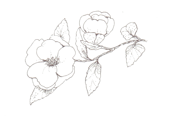 Drawing of blossoms from page 92 of the Lunch Book