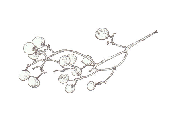 Drawing of peppercorns from 4 of the Lunch Book